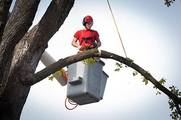 How Our Tree Care Process Works  in Breckenridge, CO